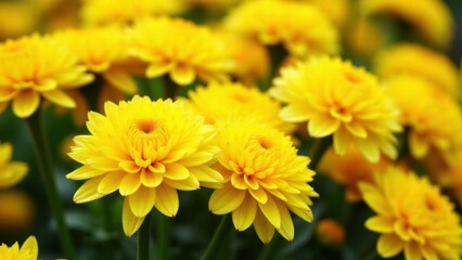 Fototapeta premium A close-up of vibrant yellow mums in full bloom, showcasing their bright petals and lush green foliage.