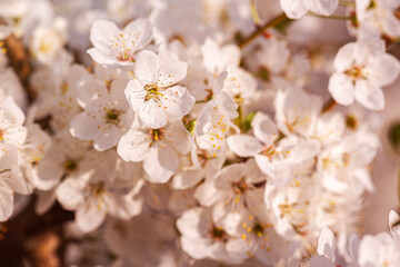 Spring Symphony: Apple and Cherry Blossoms in Full Bloom