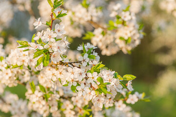 Spring Symphony: Apple and Cherry Blossoms in Full Bloom