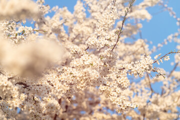 Spring Symphony: Apple and Cherry Blossoms in Full Bloom