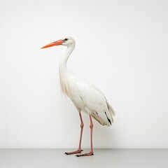 White Bird with Orange Beak Against White Background