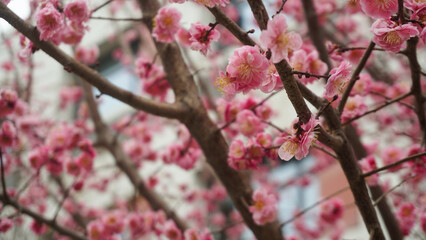 Pink plum blossoms