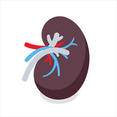 human kidney vector design illustration internal icon