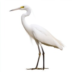 Naklejka premium White Egret Bird on White Background Detailed Profile View