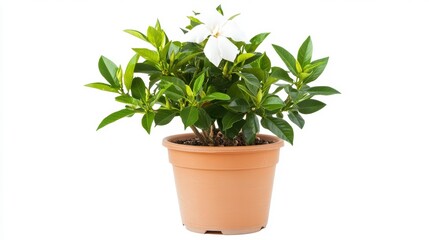 White Gardenia in Terracotta Pot Against White Background