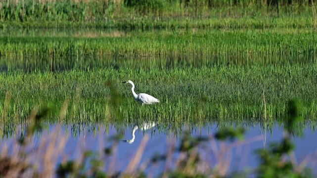 Little egret walking through the grasses by a lake with reflection on a sunny day