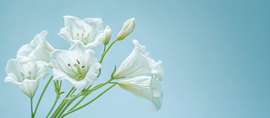 White bell flowers gracefully arranged on the right side against a soft blue background, evoking a serene spring atmosphere.