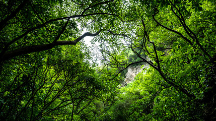 Fototapeta premium Lush Green Forest Canopy Illuminated By Sunlight Showing Branch And Leaf Details