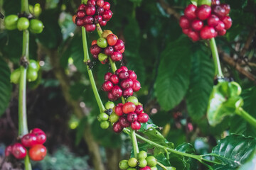Vibrant Coffee Cherries on Branches in Lush Greenery of Coffee Plantation