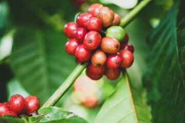 ** Close-Up of Ripe Red Coffee Cherries on Branch with Lush Green Leaves in Tropical Plantation Setting..**