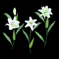 Fototapeta premium White lily flowers with stems watercolor illustration set isolated on black. lackHigh quality clip art perfect for cards, posters, stickers, Easter, christening spring, mother's day, wedding cards