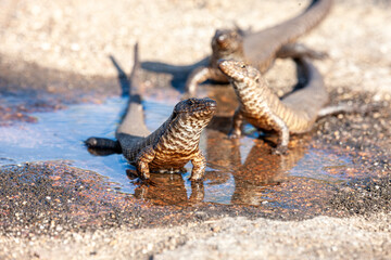 South Africa, Sabi Sand, Lizard