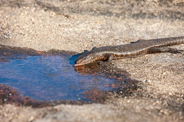 South Africa, Sabi Sand, Lizard