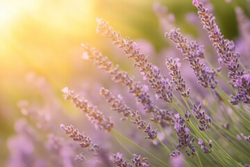 Naklejka premium Vibrant Purple Lavender Blossoms in Golden Sunlight