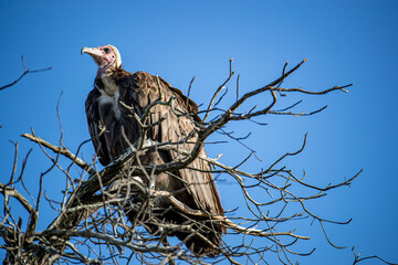 South Africa, Sabi Sand, Hooded Vulture (Necrosyrtes monachus)