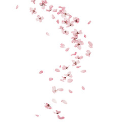 Delicate pink petals drifting gracefully downwards