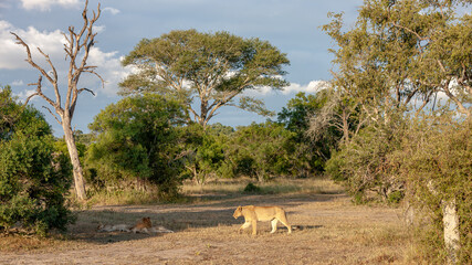 South Africa, Sabi Sand, Lion (Panthera leo), female, savannah view