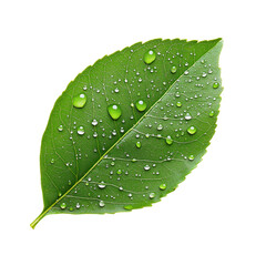 Vibrant green leaf with glistening dewdrops