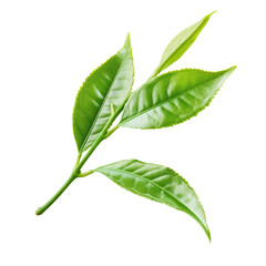 Obraz premium Vibrant and healthy tea leaves isolated image
