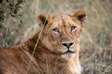 South Africa, Sabi Sand, Lion (Panthera leo), female, lioness portrait