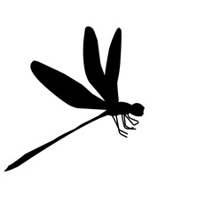 Dragonfly Silhouette 