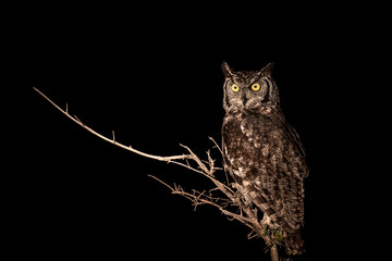 Spotted Eagle-Owl (Bubo africanus) at night