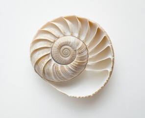 Nautilus shell spiral, ocean treasure, white background, nature design