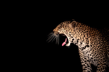 South Africa, Sabi Sand, Leopard (Panthera pardus) yawn at night