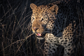 South Africa, Sabi Sand, Leopard (Panthera pardus) at night