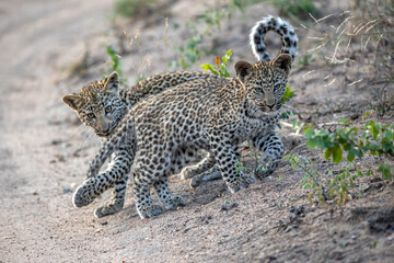 South Africa, Sabi Sand, Leopard (Panthera pardus), cubs playing