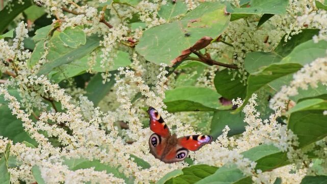 European Peacock butterfly (Aglais io, Inachis io) feeds on buddleia
