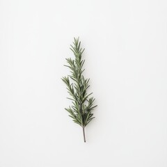 Fresh rosemary sprig with sharp green needles placed on a white background in simple arrangement