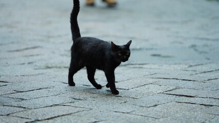 The cute cat resting in one temple of the China
