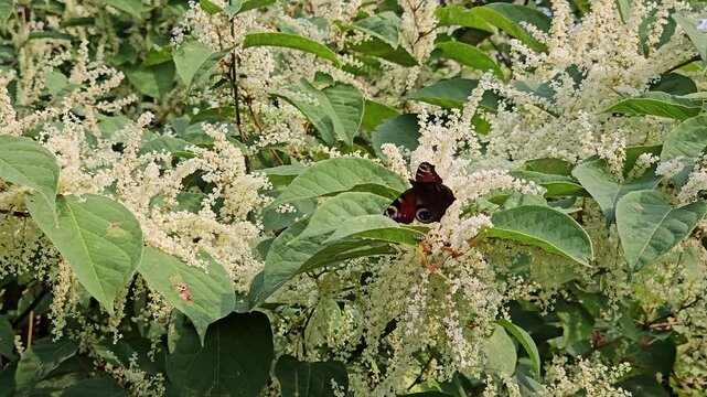 European Peacock butterfly (Aglais io, Inachis io) feeds on buddleia