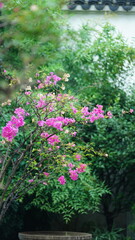 The beautiful old Chinese garden view in summer