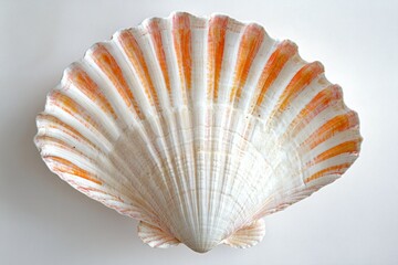 Orange Scallop Shell on White Background, Coastal Decor