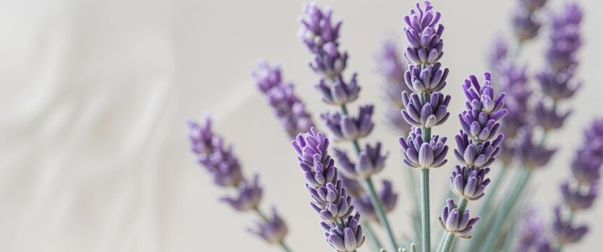 Closeup view of lavender buds showing texture and color