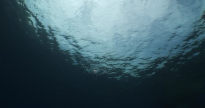 Turritopsis nutricula Turritopsis dohrnii Oceania O. armata immortal underwater closing jellyfish ocean scenery