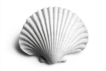 White seashell studio shot, clean background, ocean theme, design element