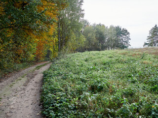 Naklejka premium Picturesque forest country road without people in the middle of autumn