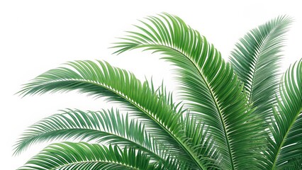 Fototapeta premium Lush Green Palm Fronds Tropical Leaf Composition, Isolated, Botany, Nature, Palm Tree ,tropical plants, foliage
