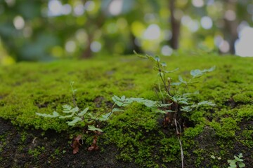 iny moss plants thrive on the moist surface, forming a soft, green landscape up close.