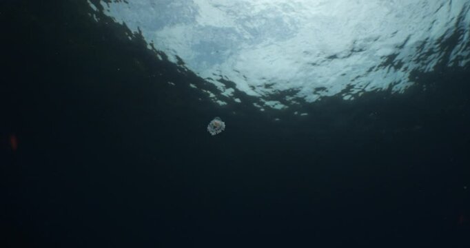 Turritopsis nutricula Turritopsis dohrnii Oceania O. armata immortal underwater closing jellyfish ocean scenery