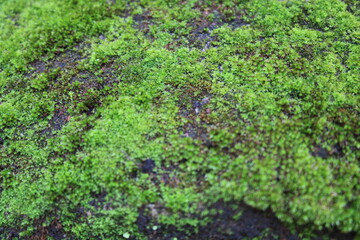 A vibrant carpet of green moss spreads across the damp earth, creating a lush, natural texture.