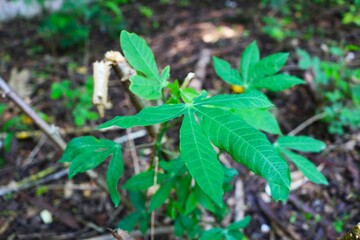 Close-up of a fresh cassava leaf with radiant green tones and elegant vein patterns in nature.