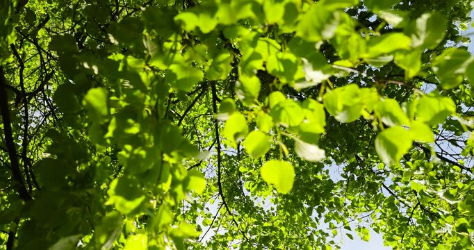 linden tree in sunny weather, part of a linden tree with new foliage that grew in spring close up