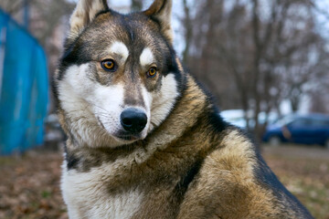 Domestic nice serious dog west siberian laika on walk