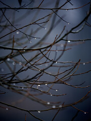 Evening. Raindrops on bare autumn branches. Mood of sadness