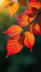 Vibrant crimson, gold, and orange leaves on branch , maple, scarlet