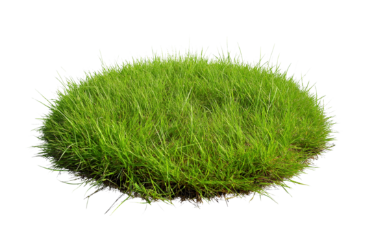 A circular patch of grass on the ground, with a transparent background